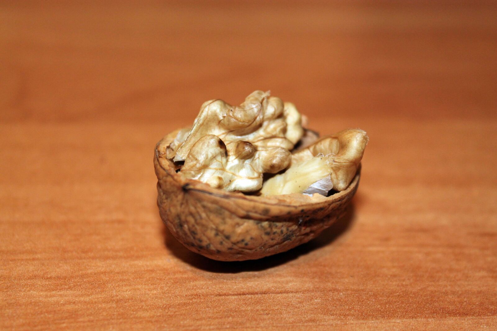 Canon EOS 1100D (EOS Rebel T3 / EOS Kiss X50) sample photo. Nutshell, ship, walnut photography