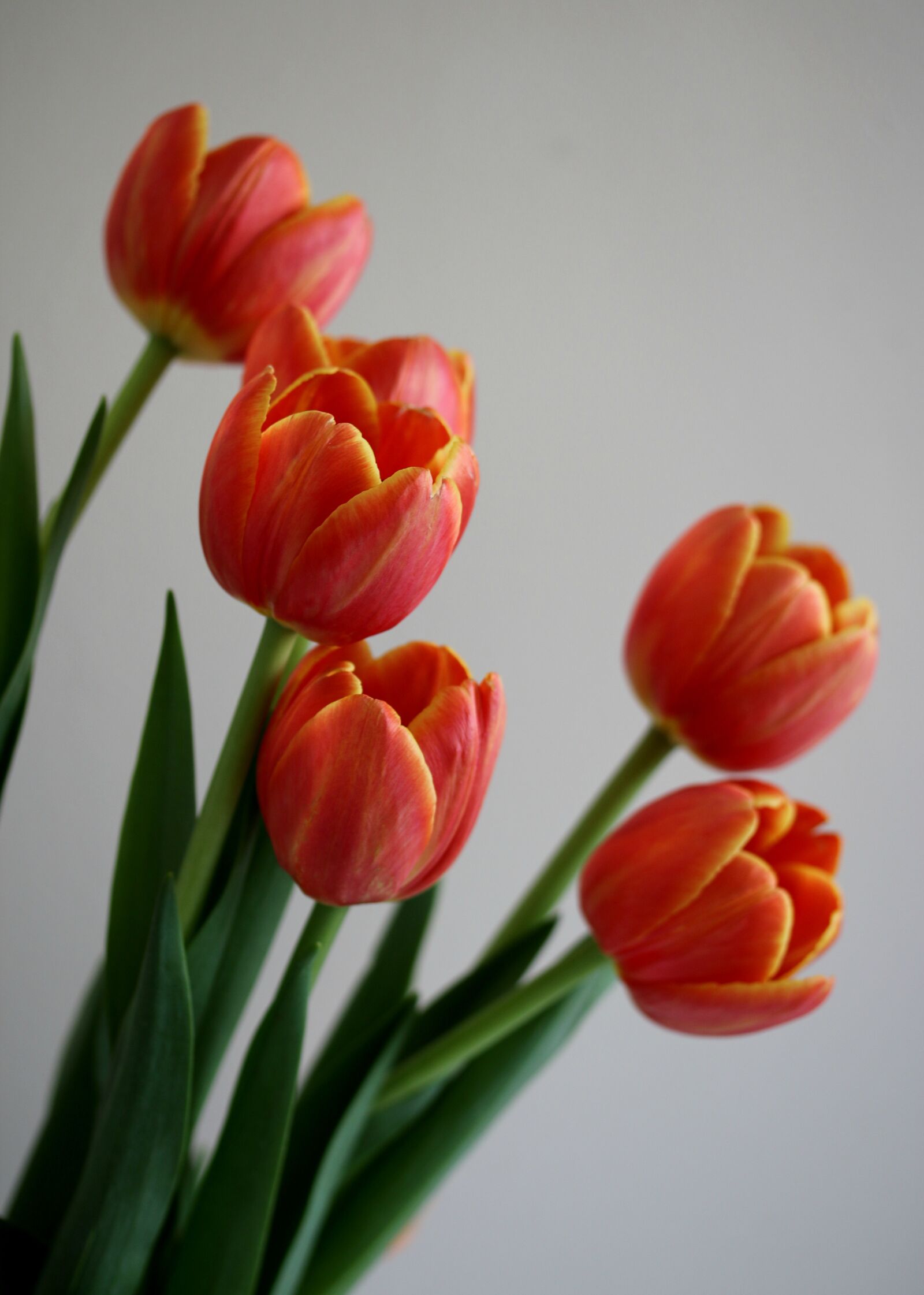Canon EOS 70D + Canon EF-S 60mm F2.8 Macro USM sample photo. Tulips, spring, flowers photography