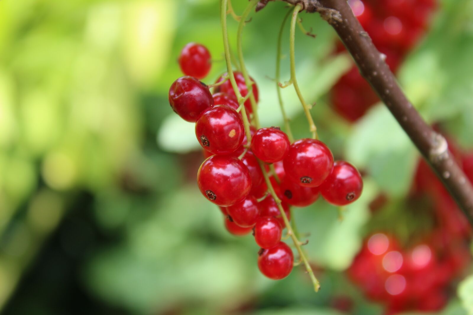 Canon EOS 1300D (EOS Rebel T6 / EOS Kiss X80) sample photo. Currants, fruit, red photography