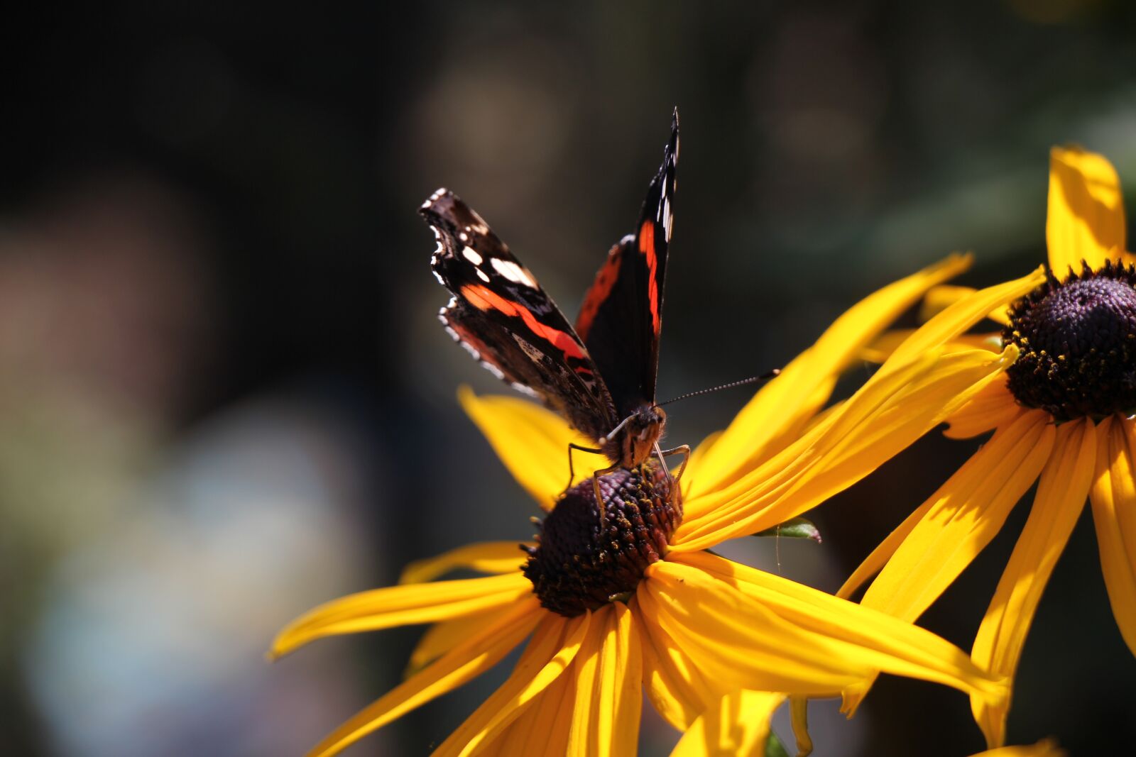 Canon EOS 60D sample photo. Butterfly, atlantavlinder, animal photography