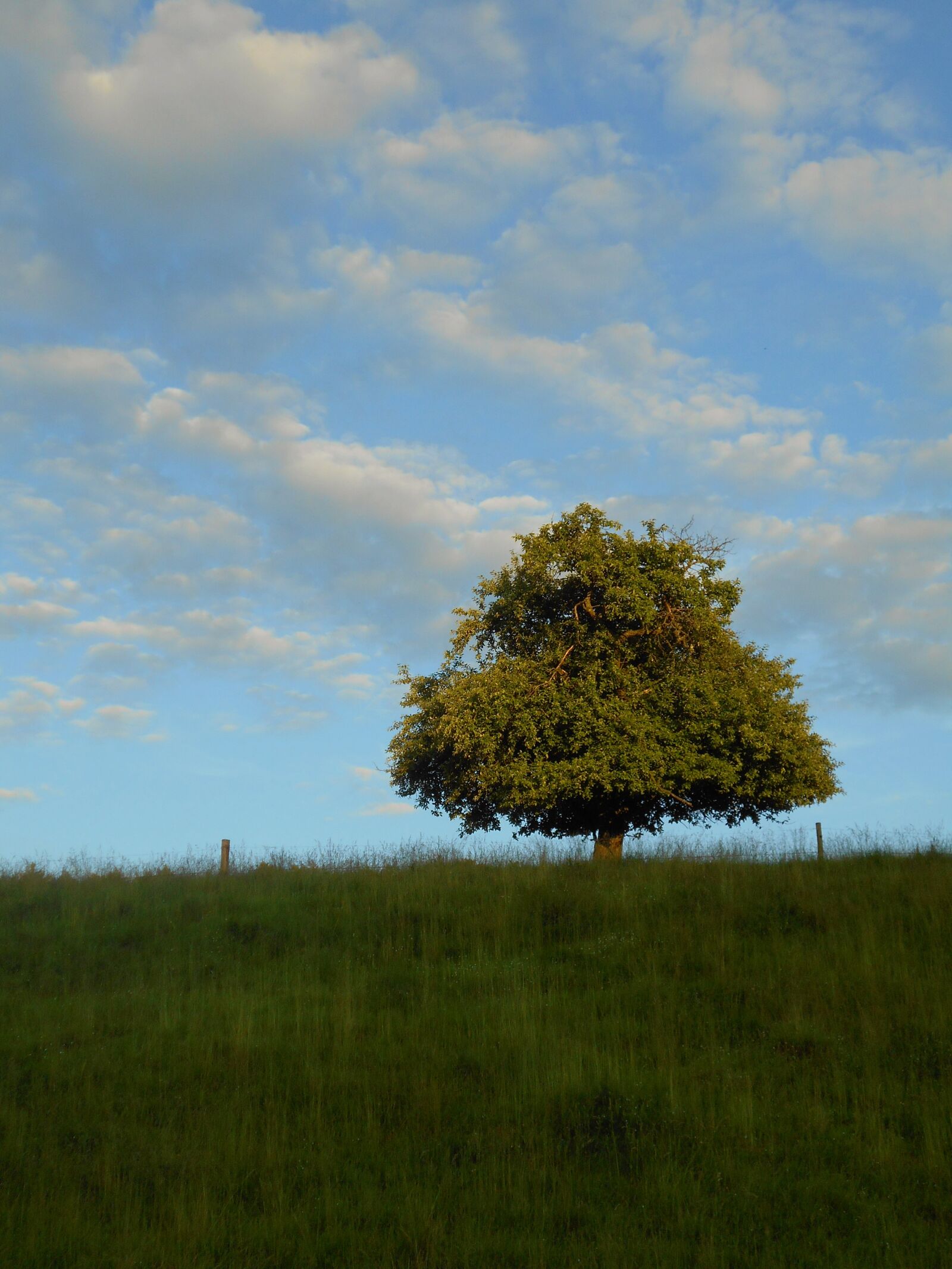 Nikon Coolpix S2900 sample photo. Tree, apple tree, solitaire photography