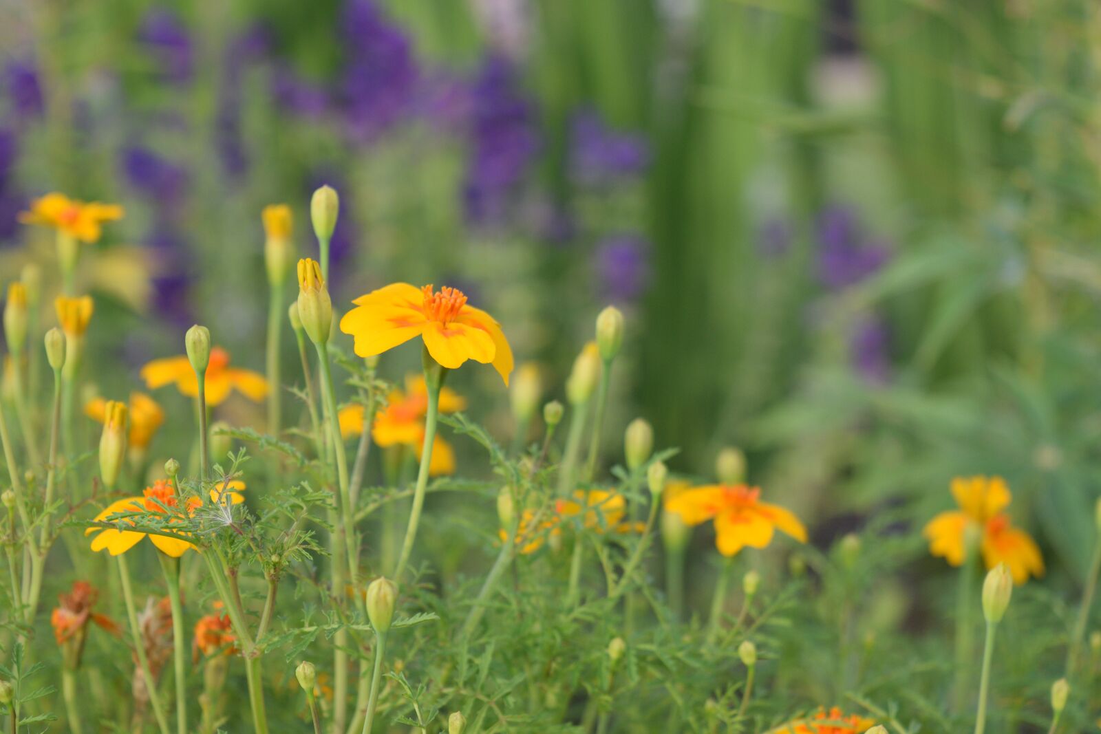 Nikon D3300 sample photo. Orange, yellow, flowers photography