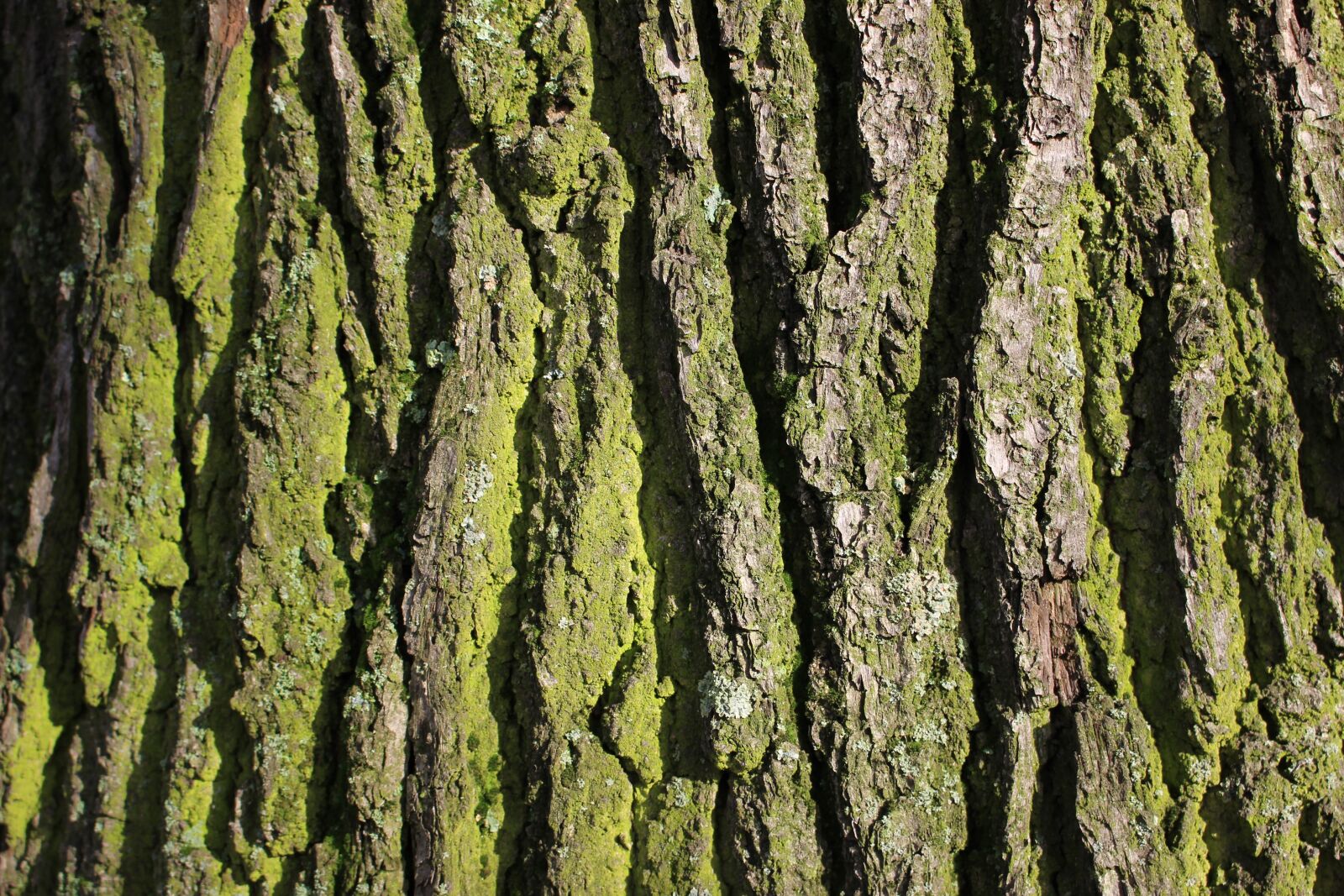 Canon EOS 700D (EOS Rebel T5i / EOS Kiss X7i) sample photo. Bark, tree, oak photography