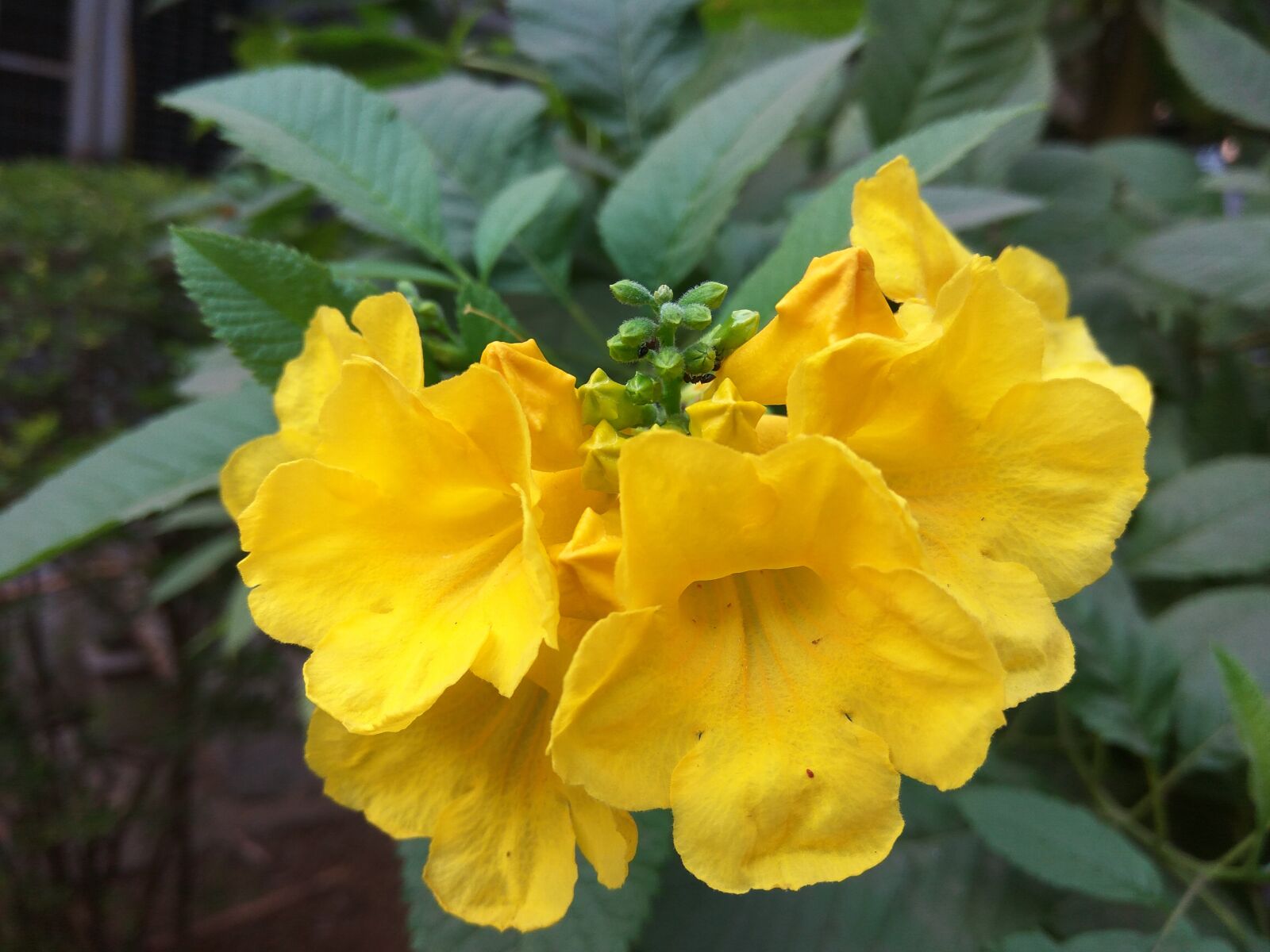 Xiaomi Redmi Note3 sample photo. Flower, beautiful, spring photography