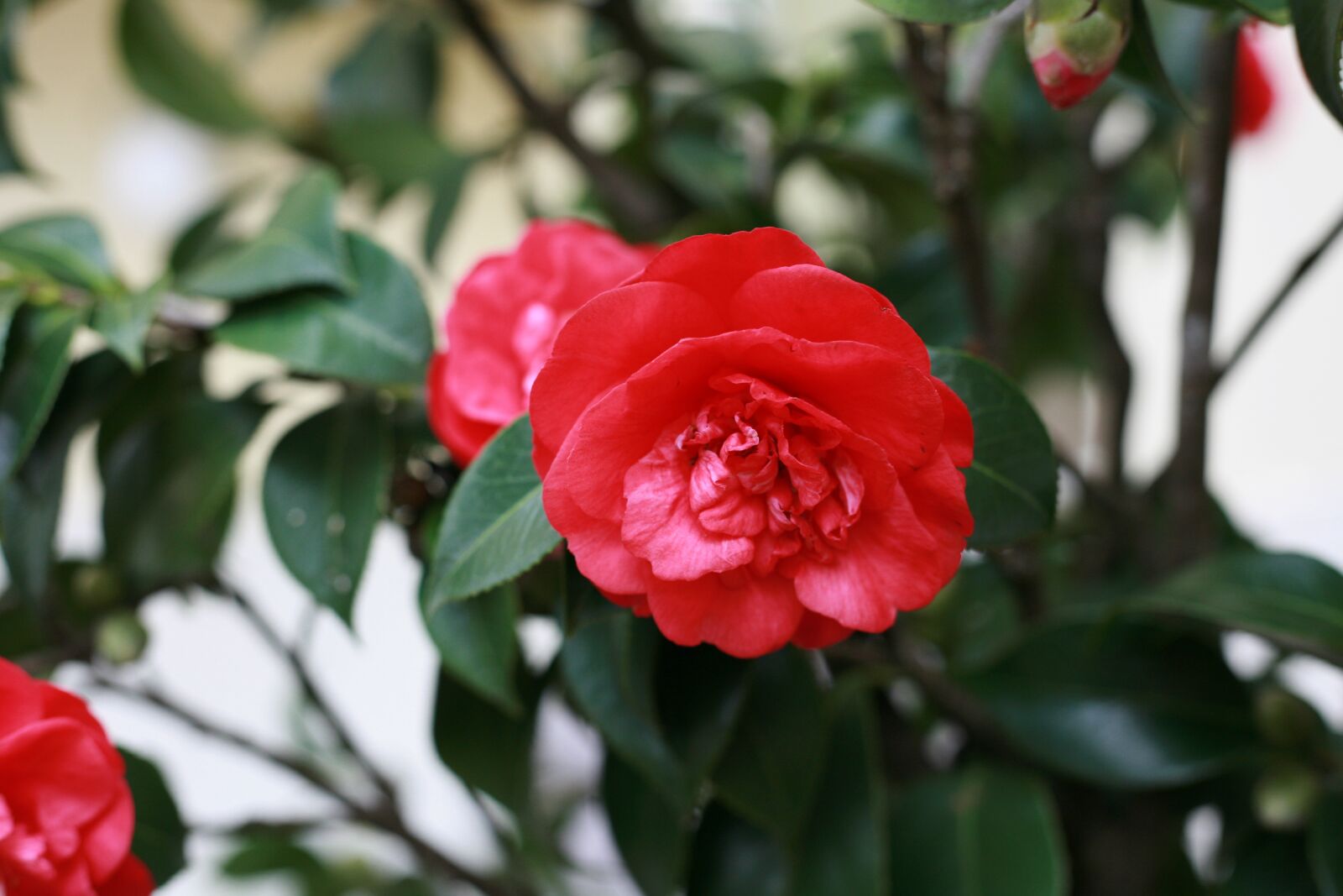 Canon EOS 5D sample photo. Camellia, flower, garden photography