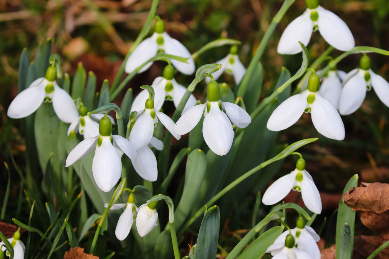 Canon EOS 200D (EOS Rebel SL2 / EOS Kiss X9) sample photo. Snowdrop, spring, signs of photography