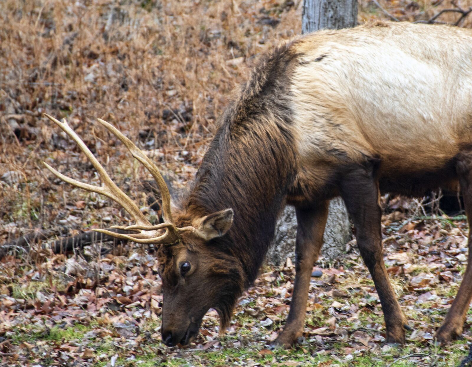 Nikon D850 sample photo. Elk, animal, horns photography