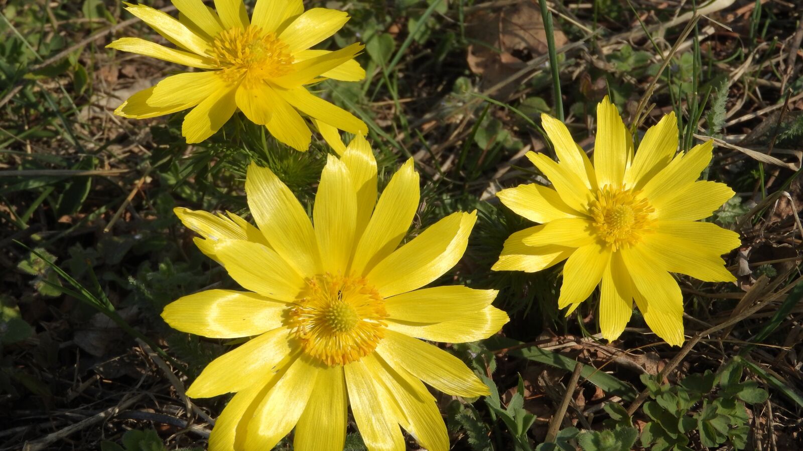 Nikon Coolpix P610 sample photo. Adonis vernalis, hlavacek, adonis photography