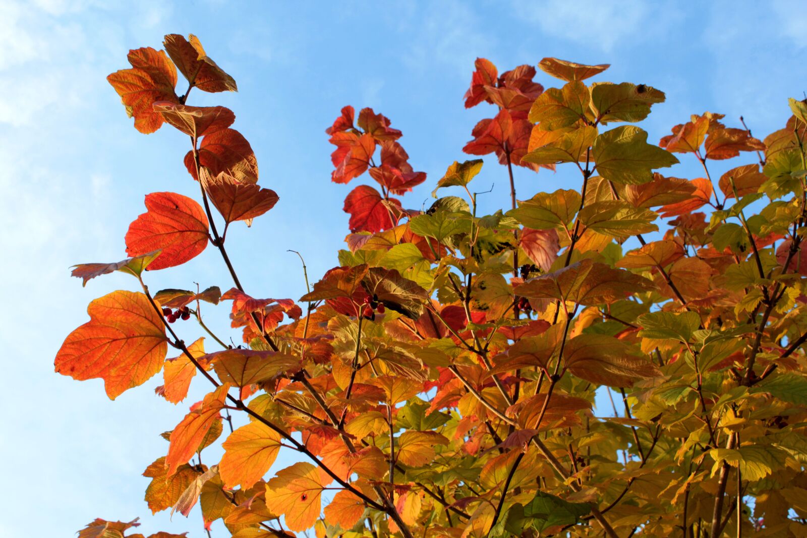 Canon EOS 600D (Rebel EOS T3i / EOS Kiss X5) sample photo. Viburnum, sun, autumn photography