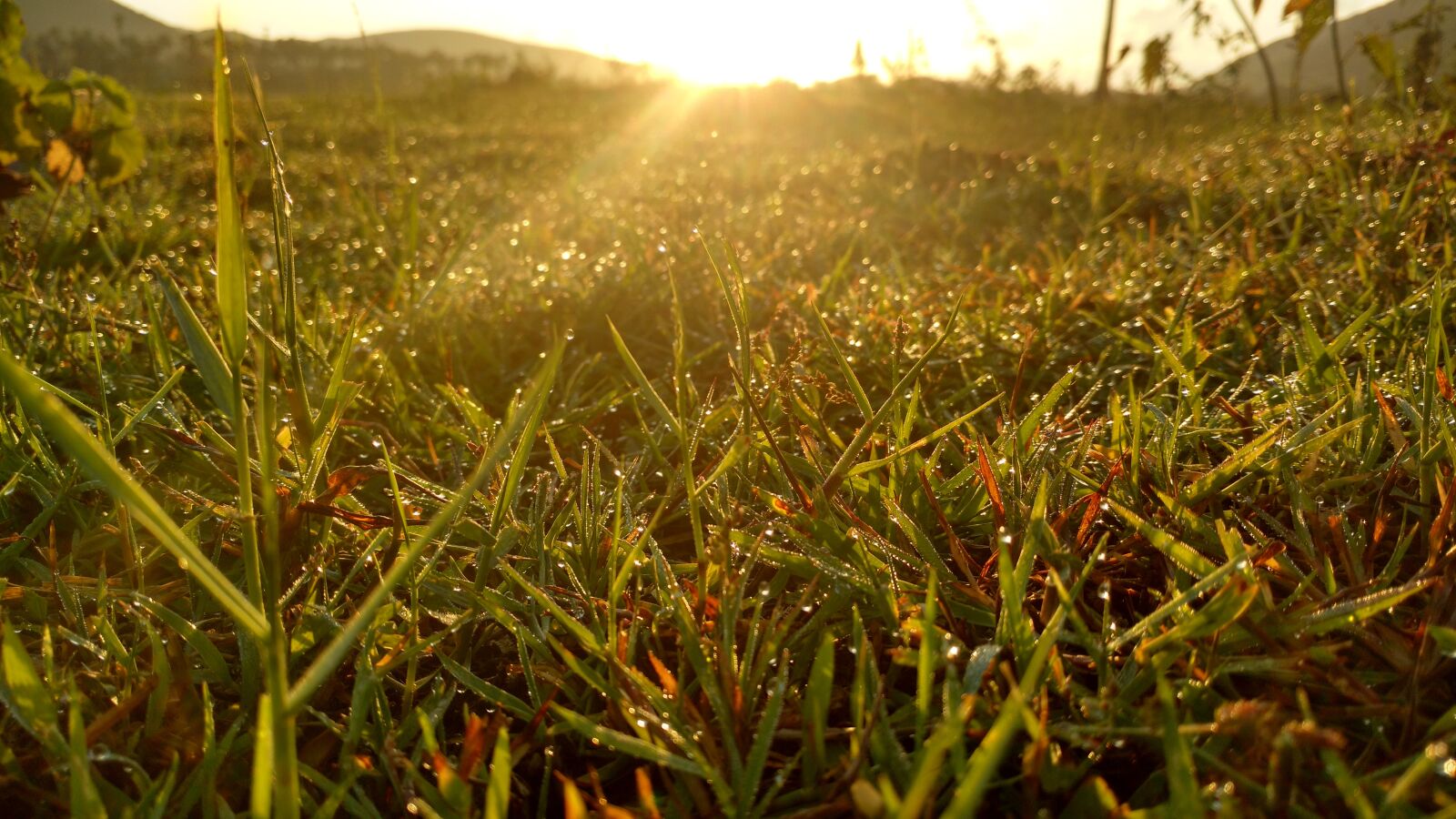 Motorola Moto X Play sample photo. Grass, sunrise, water drops photography