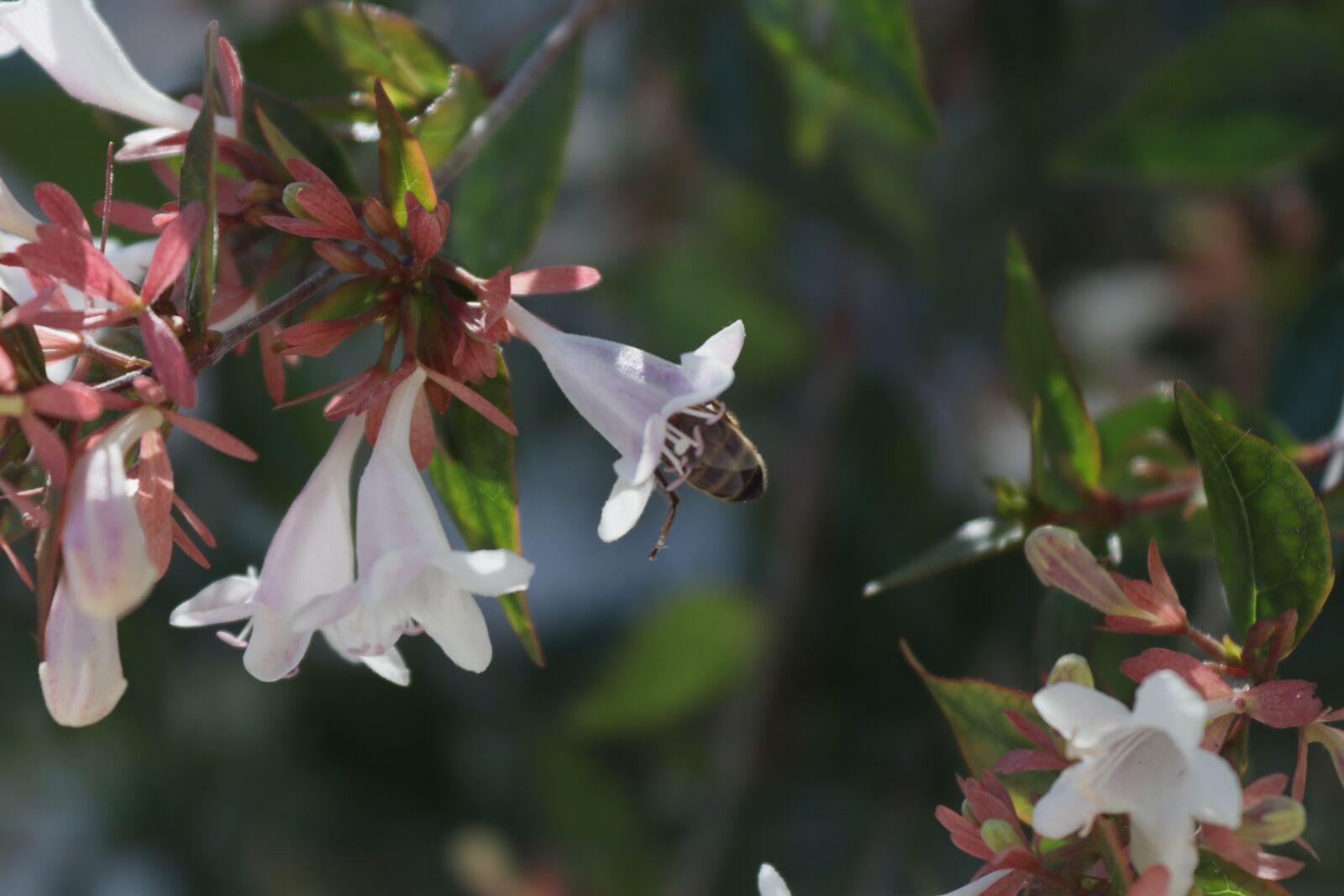 Canon EOS 250D (EOS Rebel SL3 / EOS Kiss X10 / EOS 200D II) sample photo. Spring, bee, flower photography