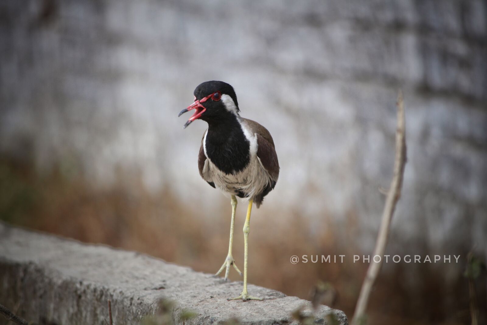 Canon EOS 700D (EOS Rebel T5i / EOS Kiss X7i) sample photo. Bird, bird's, brid's photography