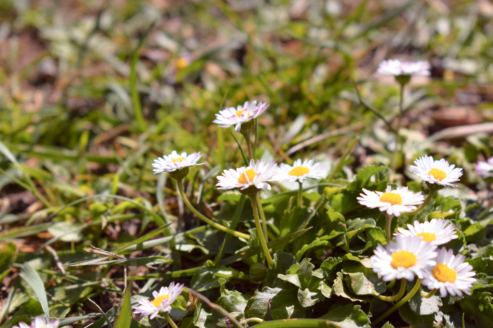 Nikon D3300 sample photo. Yellow, and, white, petaled photography