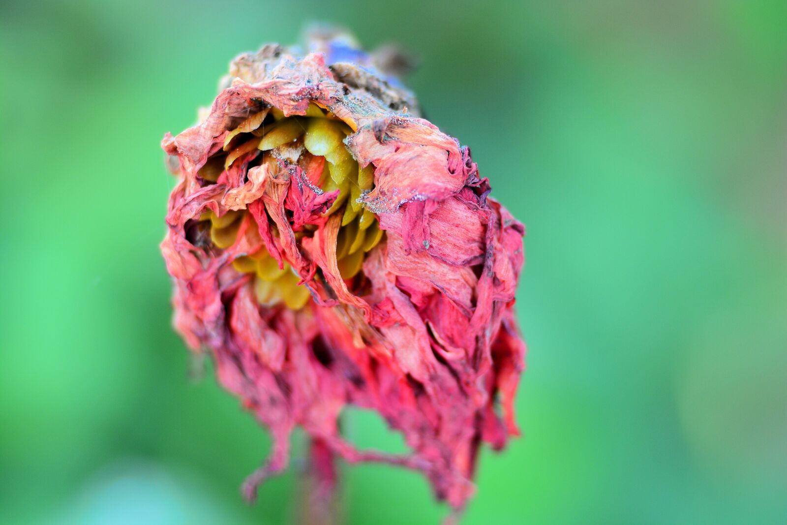 Nikon D7100 sample photo. Dahlia, flower, garden photography