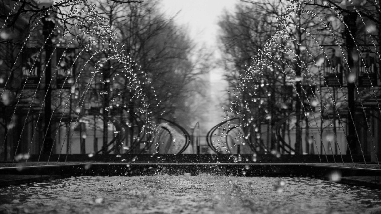 E 50mm F1.8 OSS sample photo. Monochrome, tree, winter photography