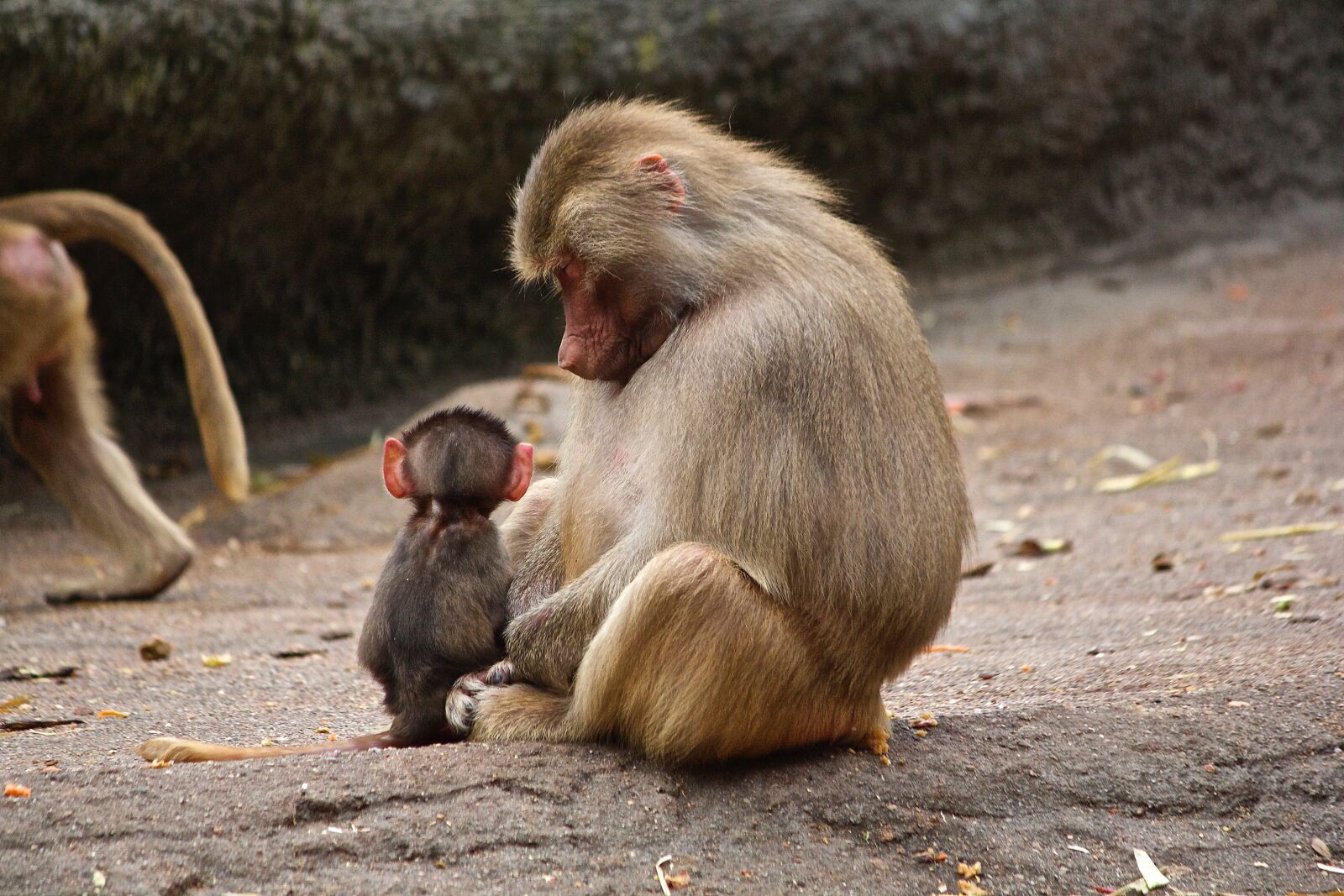 Canon EF-S 55-250mm F4-5.6 IS sample photo. Ape, watch, zoo photography