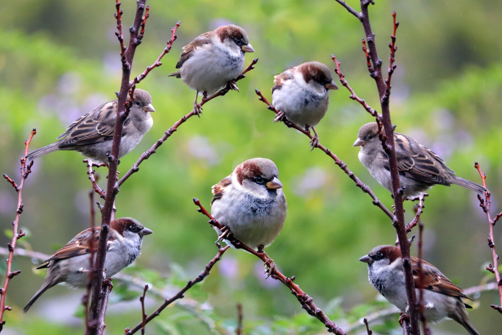 Canon EF-S 55-250mm F4-5.6 IS STM sample photo. Birds, sparrows, perched photography