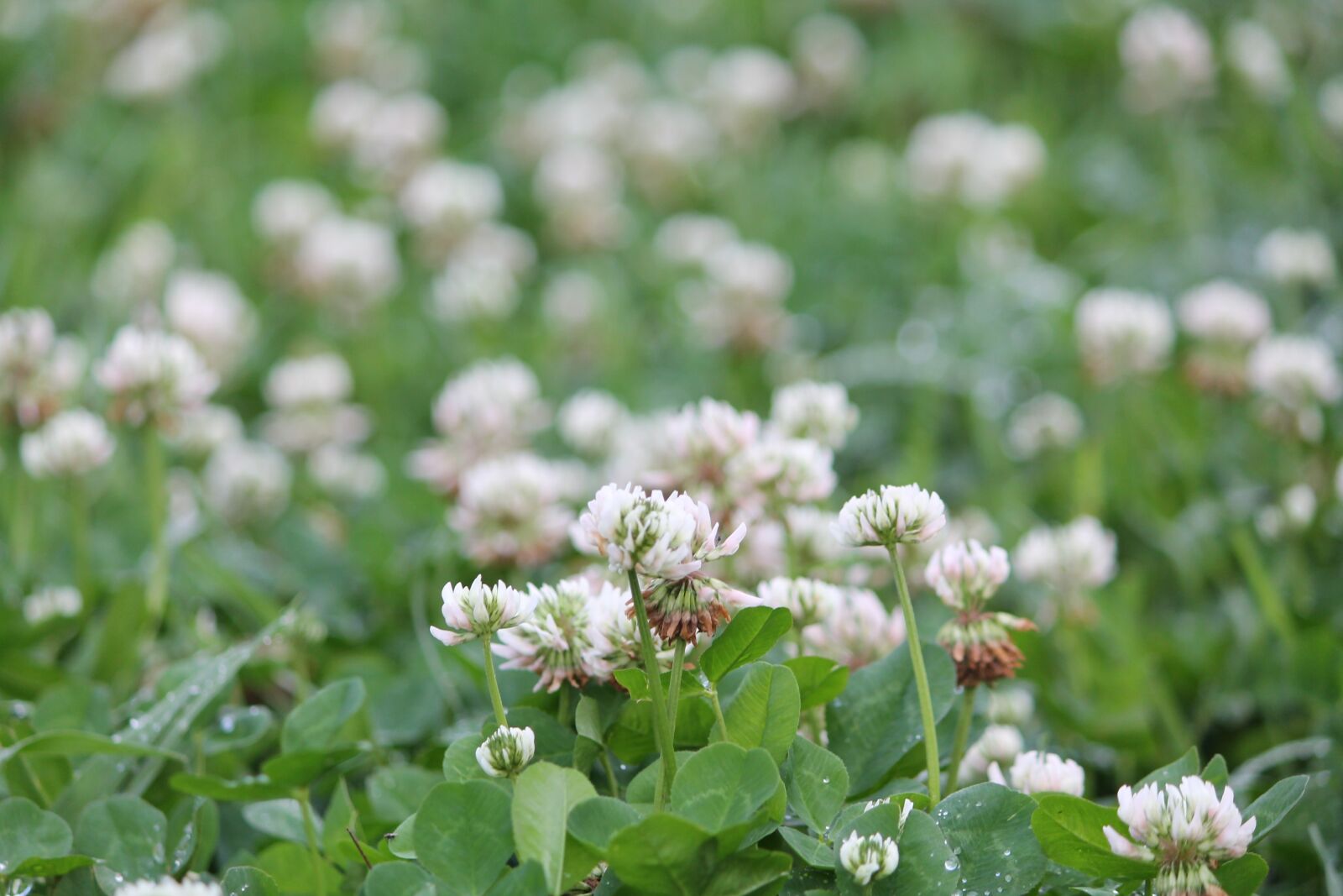 Canon EOS 1100D (EOS Rebel T3 / EOS Kiss X50) sample photo. Flowers, ground cover, white photography