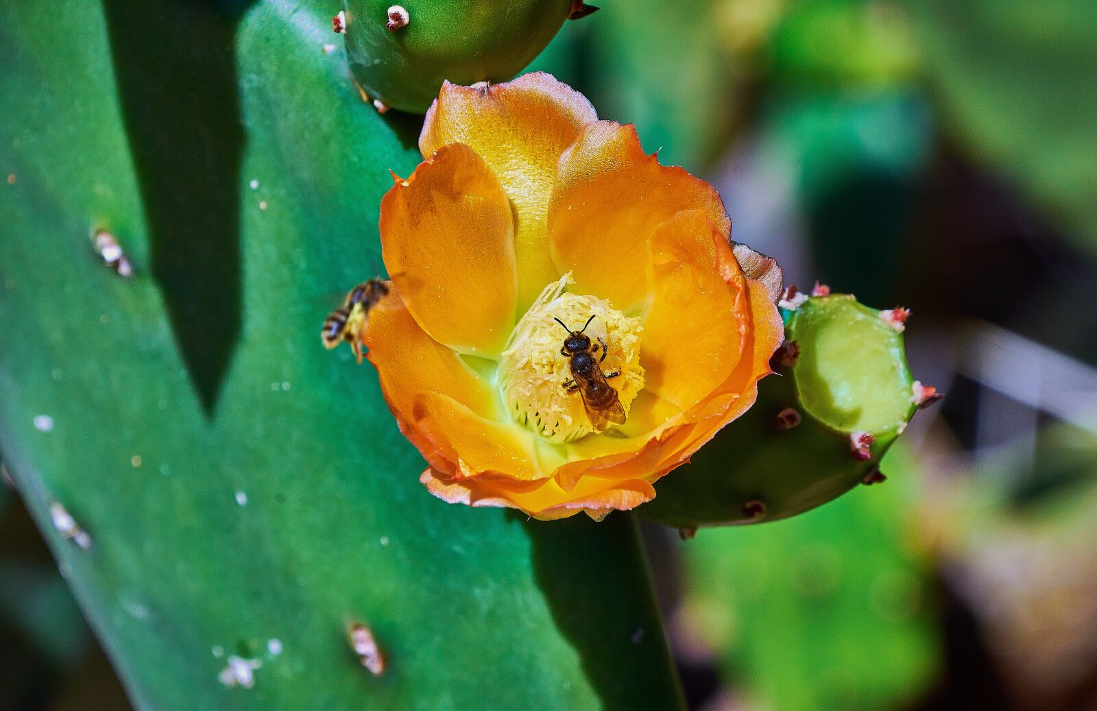 Nikon D7200 sample photo. Cactus, prickly pear cactus photography