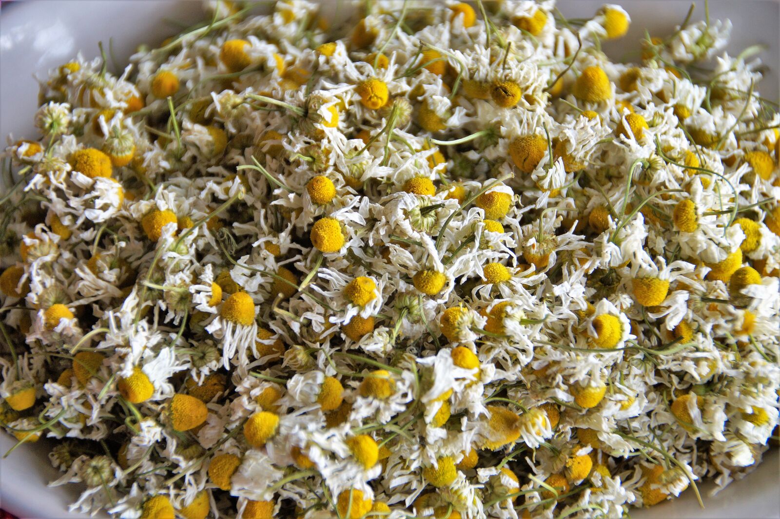 Sony SLT-A58 sample photo. Chamomile, genuine, dried photography