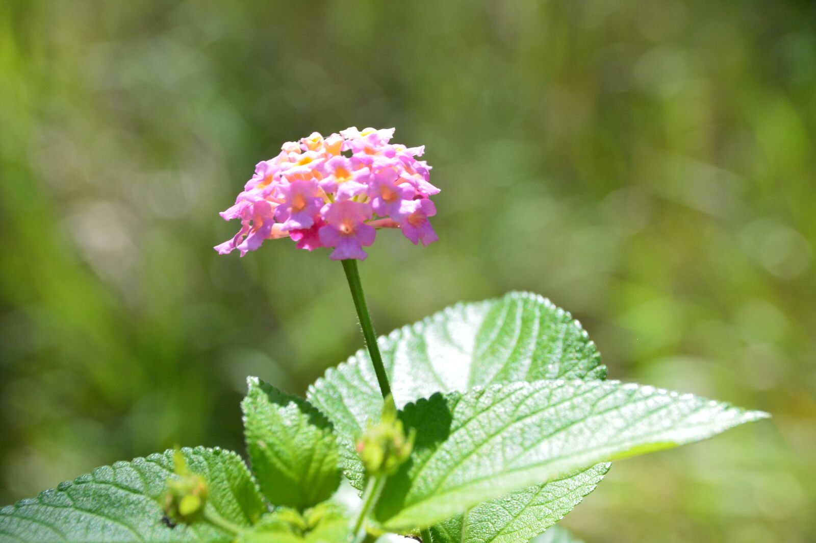 Nikon D3200 sample photo. Pink, flower, sunny photography
