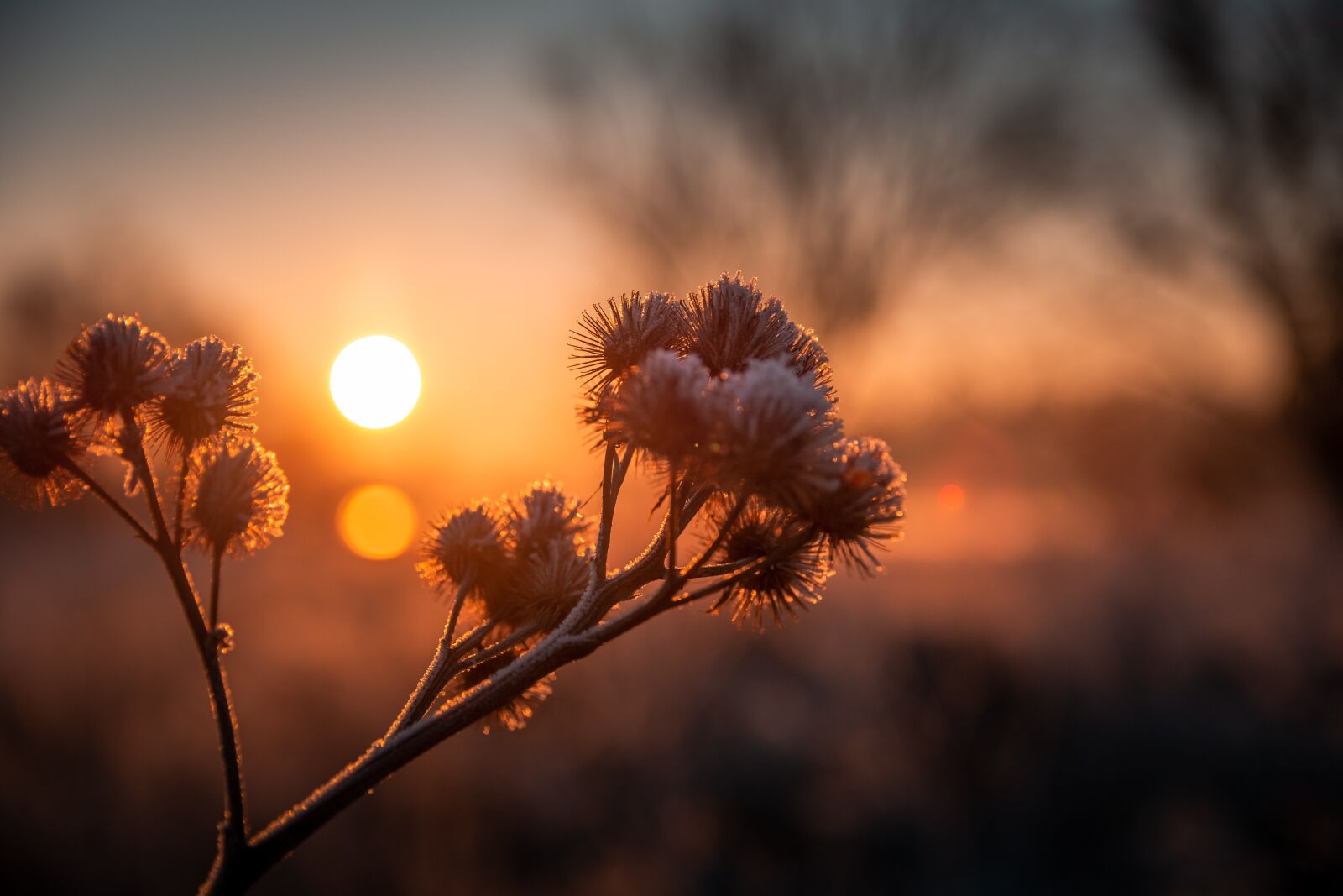 Nikon D7200 sample photo. Frost, cold, sun photography