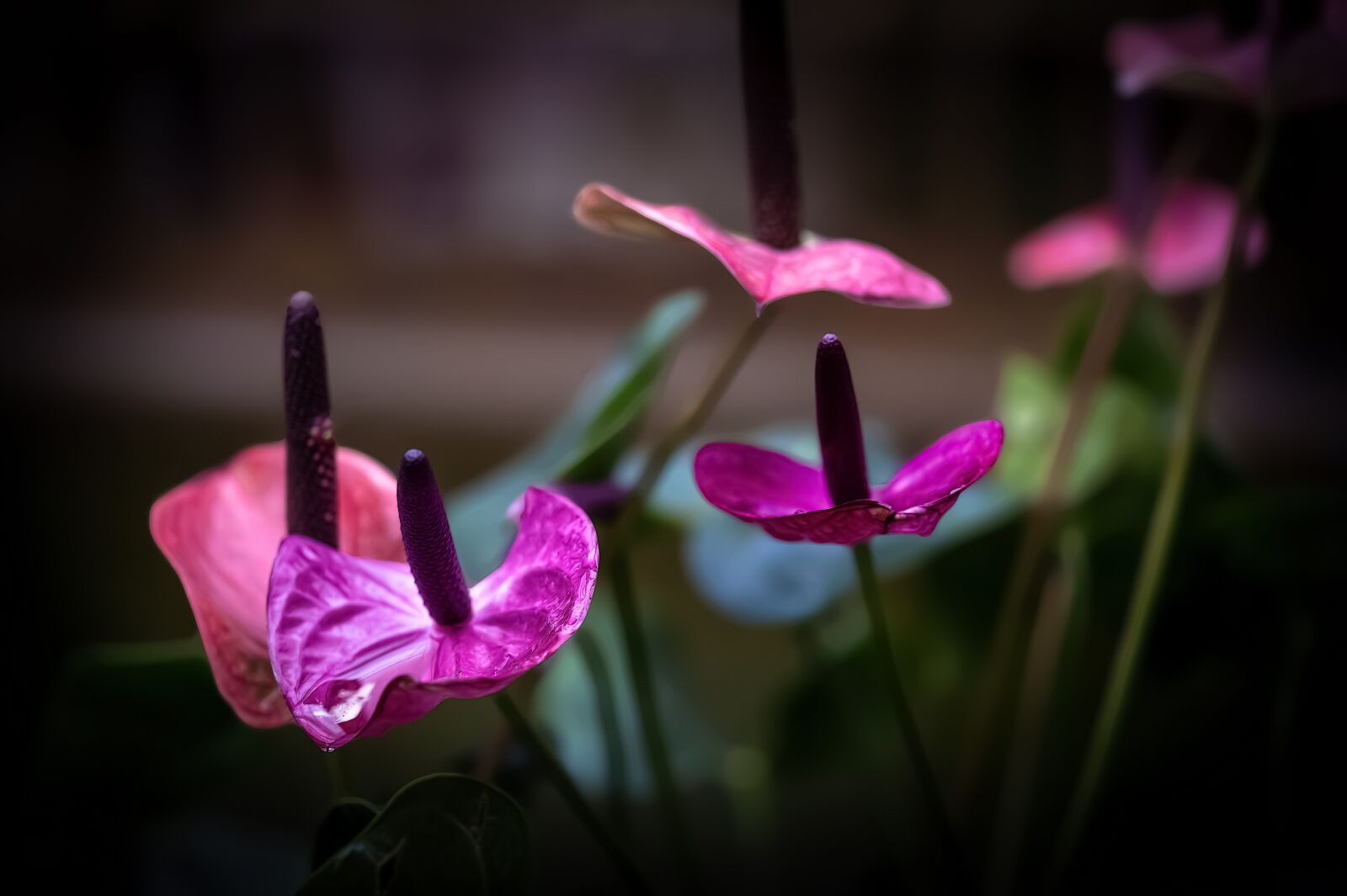 Nikon D4 sample photo. Laceleaf, anthurium, flower photography