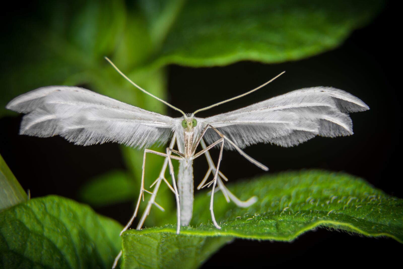 Nikon D7200 sample photo. Insect, motte, macro photography