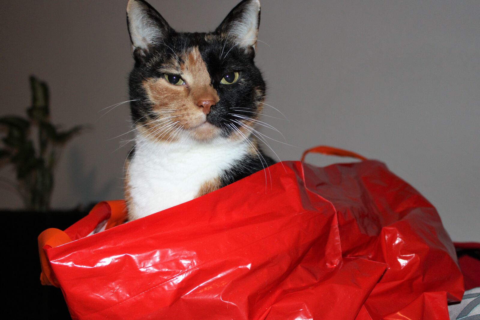 Canon EOS 2000D (EOS Rebel T7 / EOS Kiss X90 / EOS 1500D) sample photo. Cat, animals, red photography