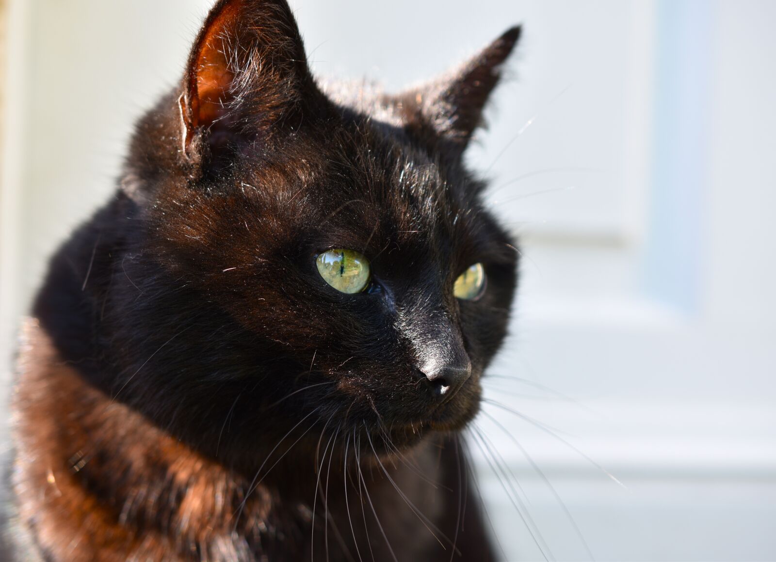Nikon D5600 sample photo. Cat, eyes, green photography