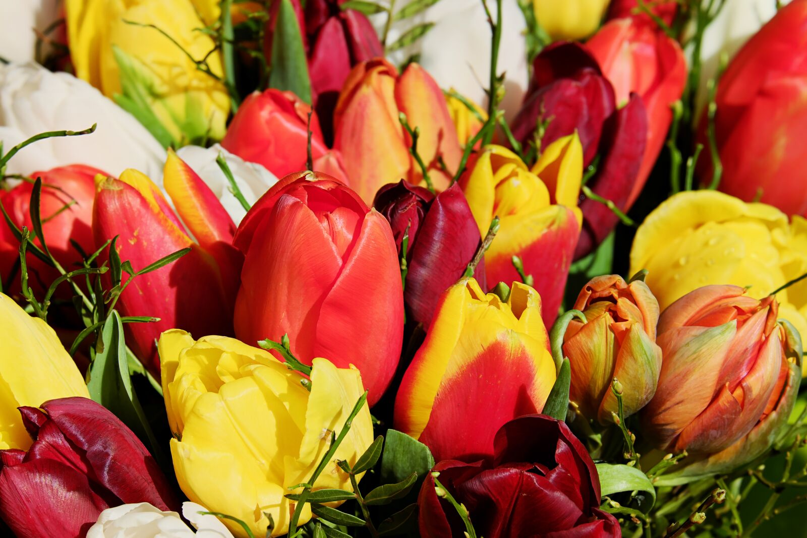 Fujifilm XF 55-200mm F3.5-4.8 R LM OIS sample photo. Bouquet, tulip bouquet, flowers photography