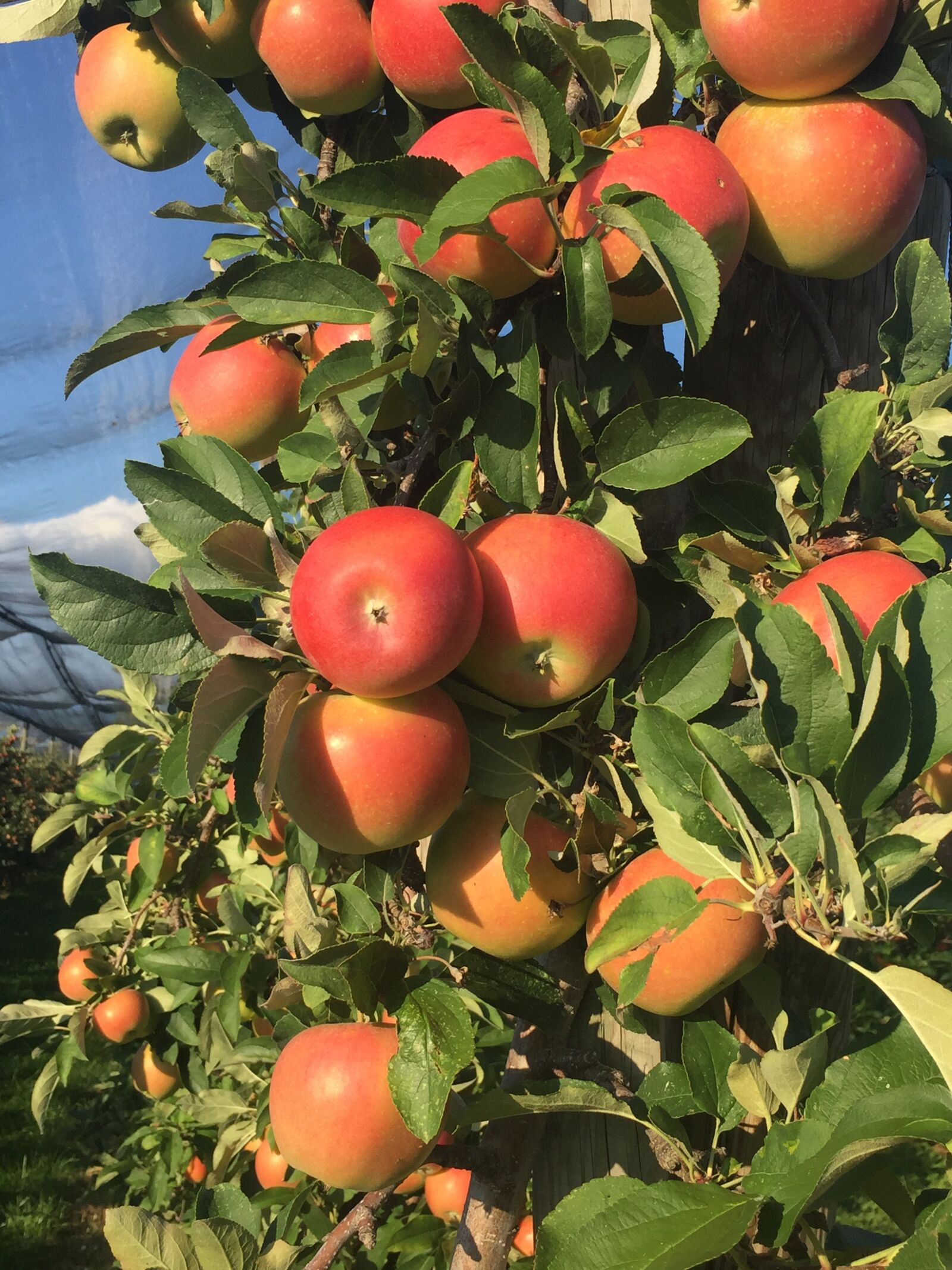 Apple iPhone 6 sample photo. Apple, harvest, thurgau photography
