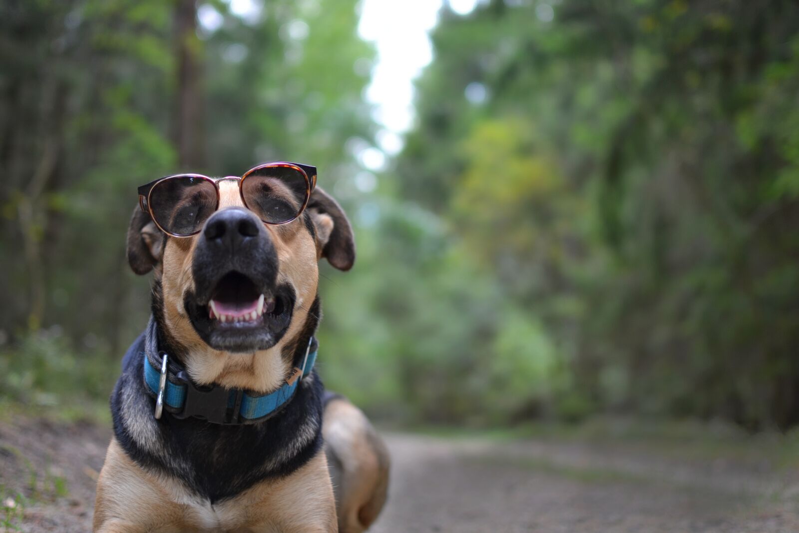 Nikon D3100 sample photo. Forest, glasses, eyes photography