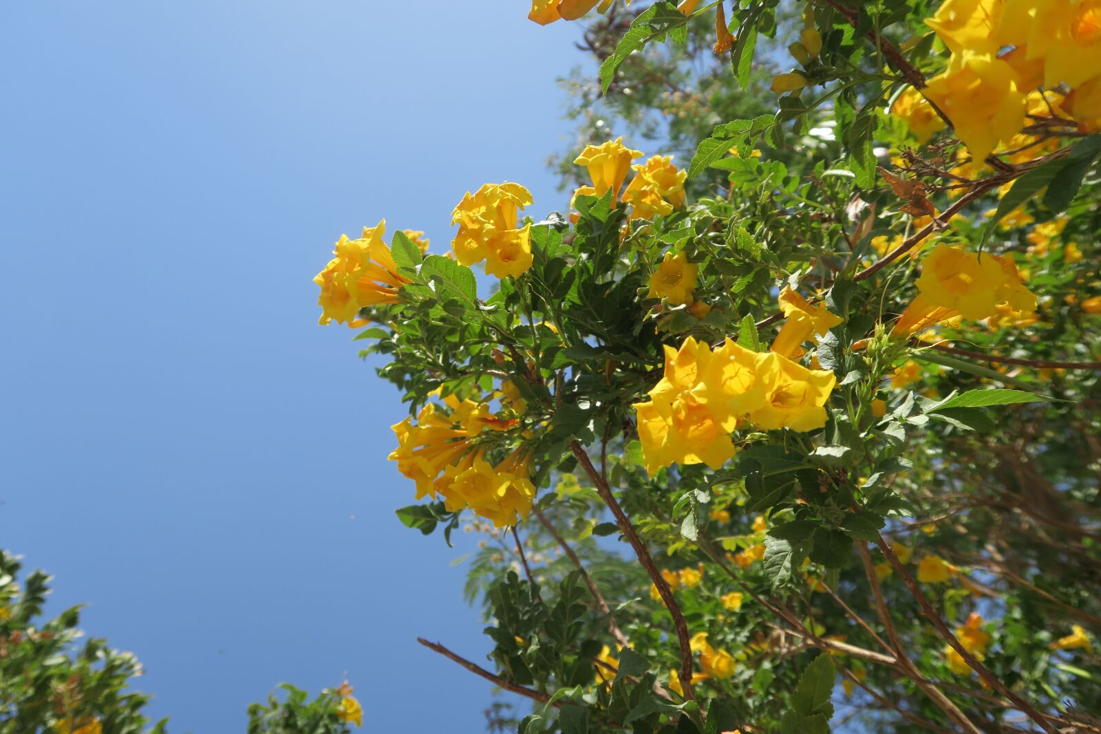Canon PowerShot G7 X sample photo. Flower, tree, leaves photography