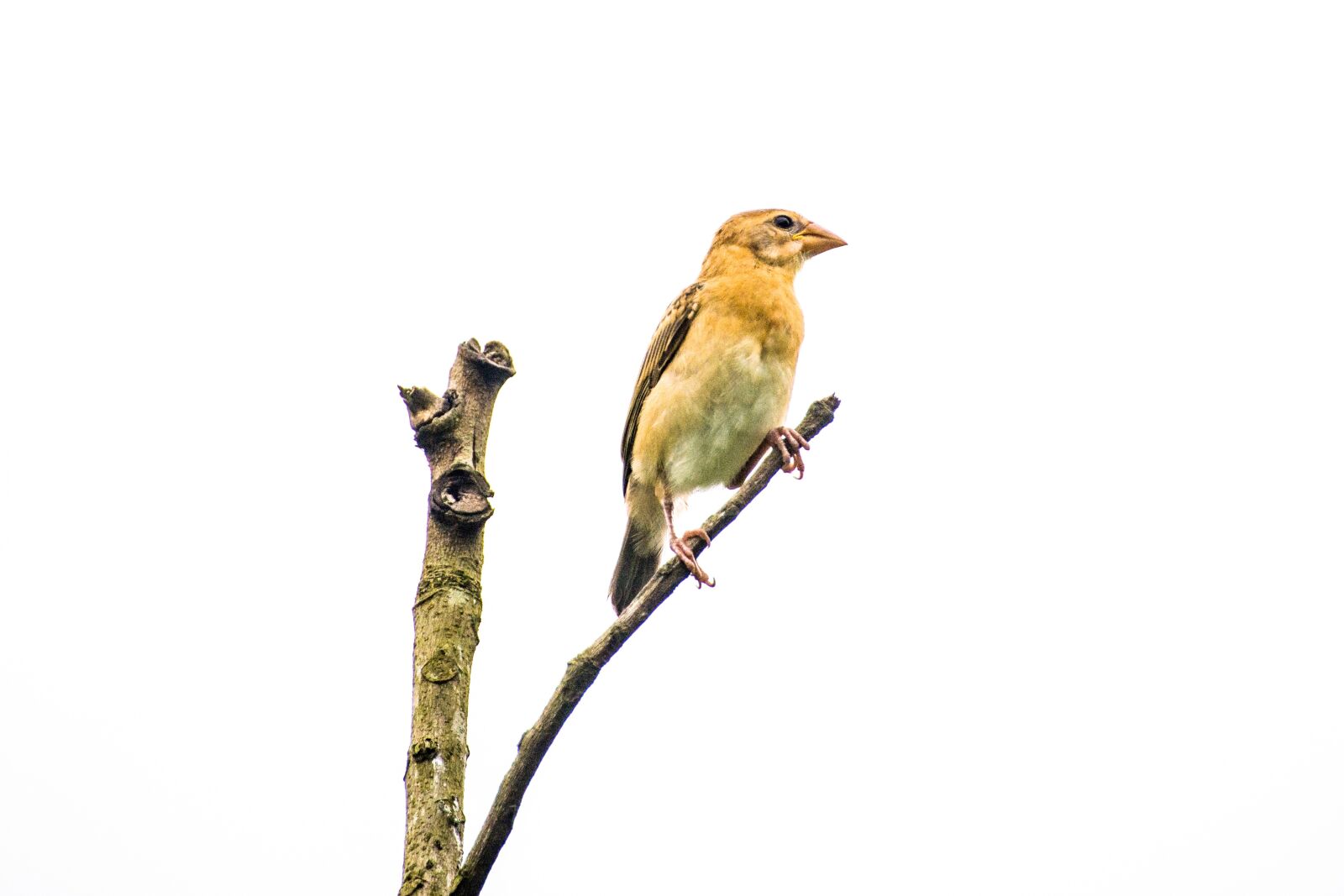 Nikon D5200 sample photo. Bird, nature, closeup photography