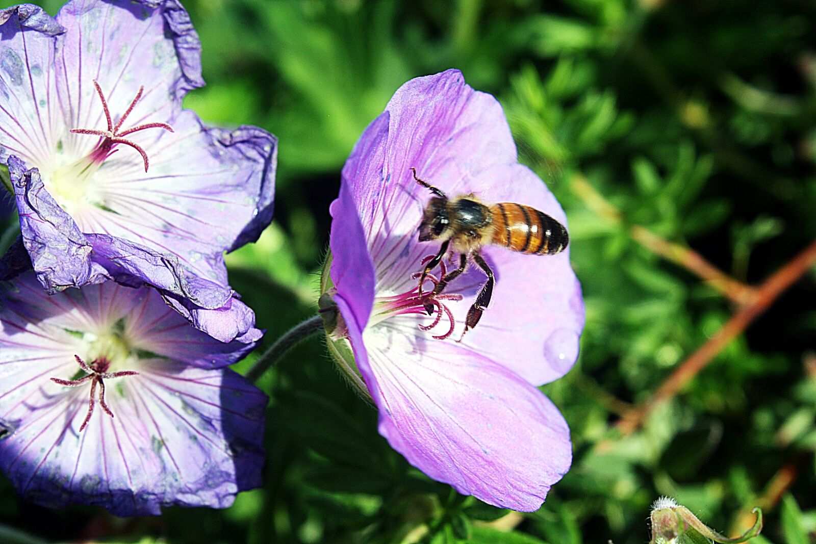 Canon EOS 1000D (EOS Digital Rebel XS / EOS Kiss F) sample photo. Cranesbill, bee, close up photography