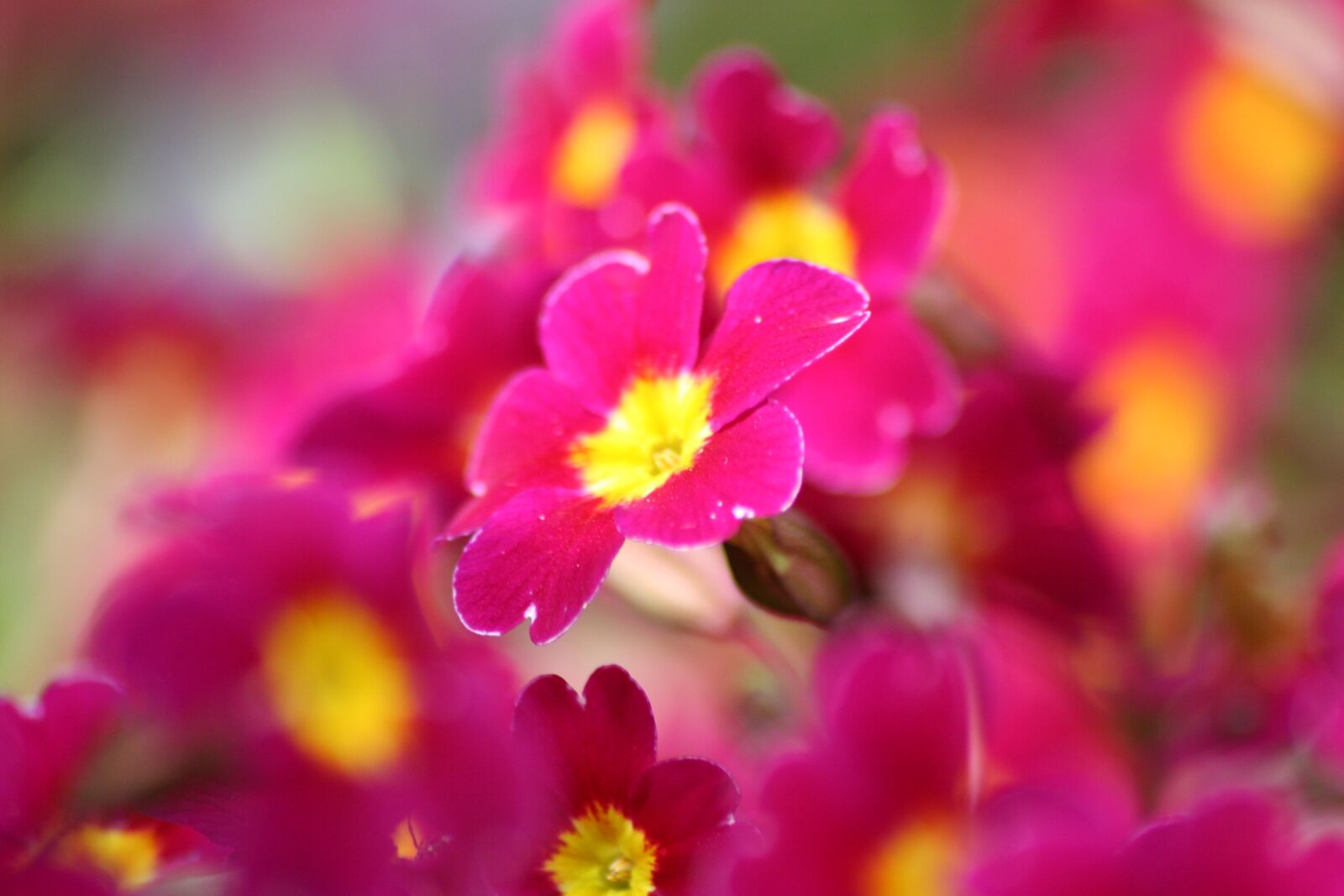 Canon EOS 20D sample photo. Flowers, morning, violet photography
