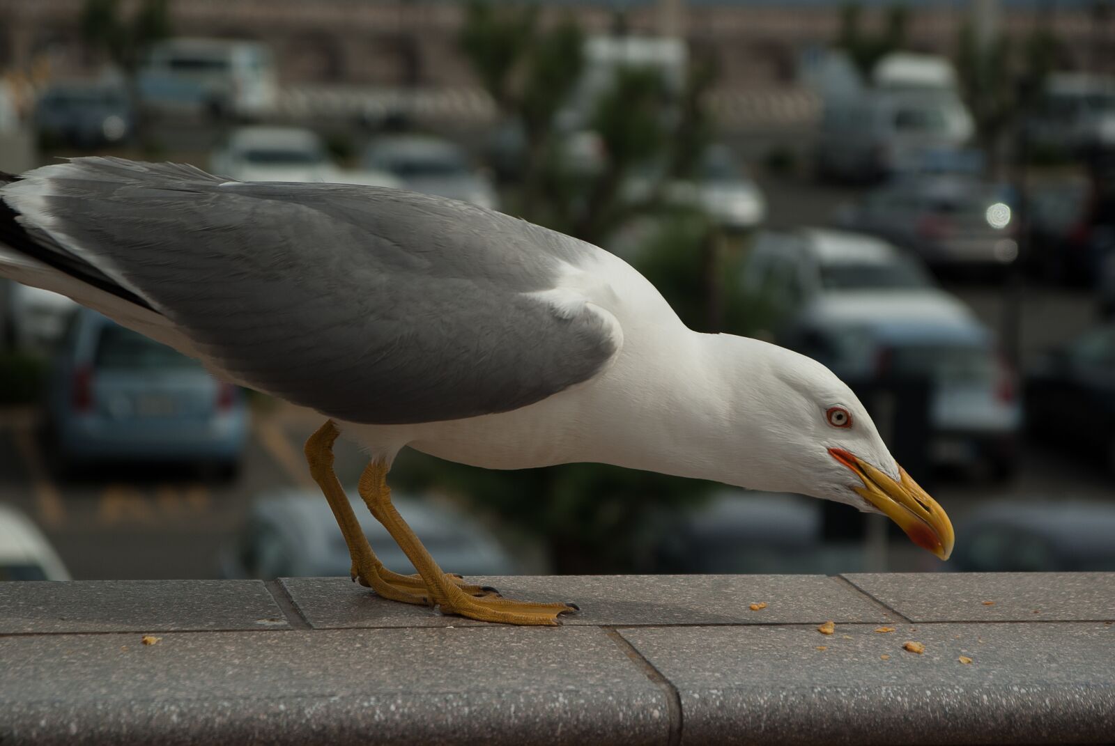 Pentax K10D sample photo. "Seagull, sea ​​bird, beak" photography