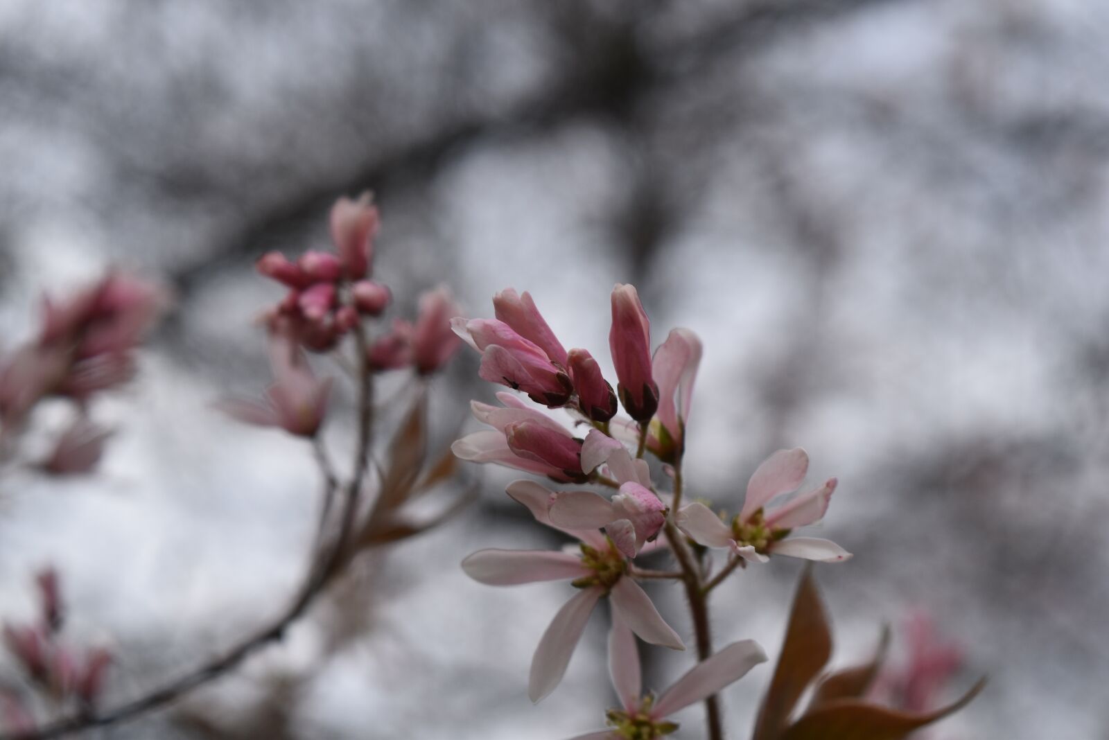 Nikon D5500 sample photo. Spring, bloom, flowers photography