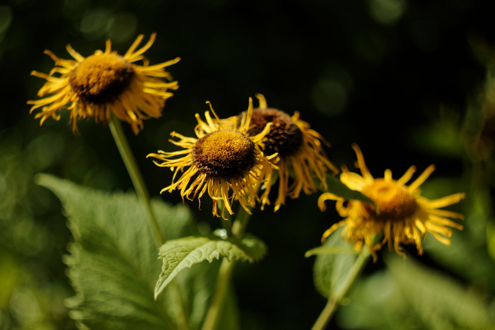 Canon EOS 500D (EOS Rebel T1i / EOS Kiss X3) sample photo. Flowers, plant, summer photography