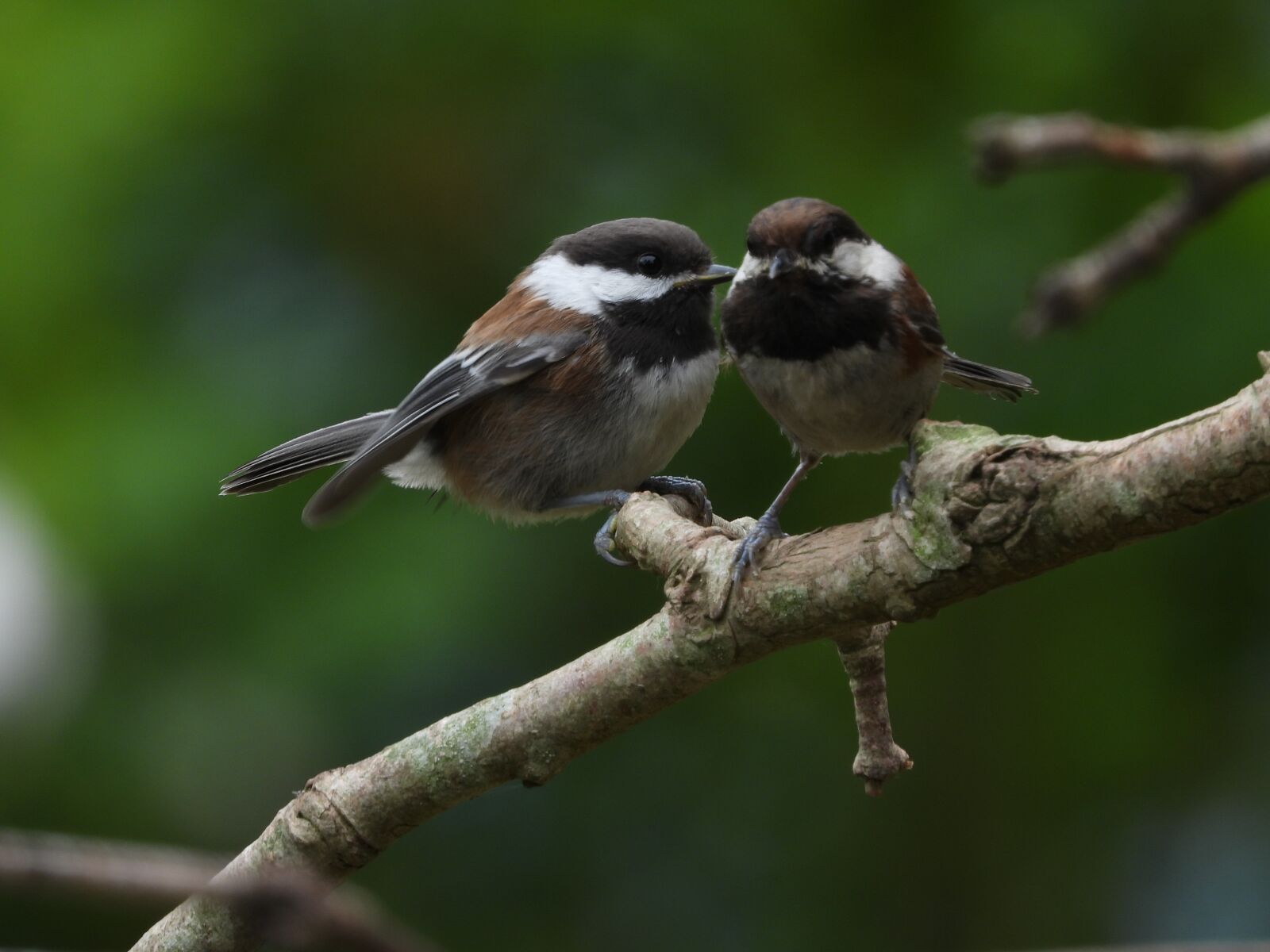 Nikon Coolpix P1000 sample photo. Chickadees, birds, wildlife photography