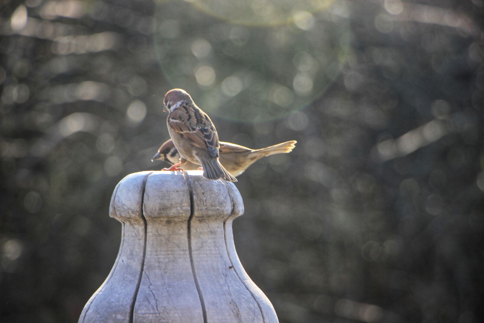 Canon EOS 600D (Rebel EOS T3i / EOS Kiss X5) + Canon EF-S 18-135mm F3.5-5.6 IS STM sample photo. Stone curved baluster, birds photography