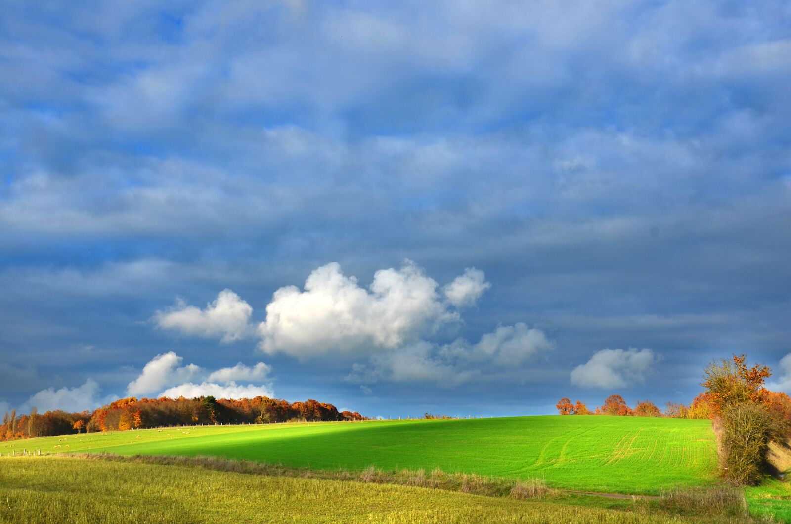 Nikon D5100 sample photo. Countryside, pasture, agriculture photography