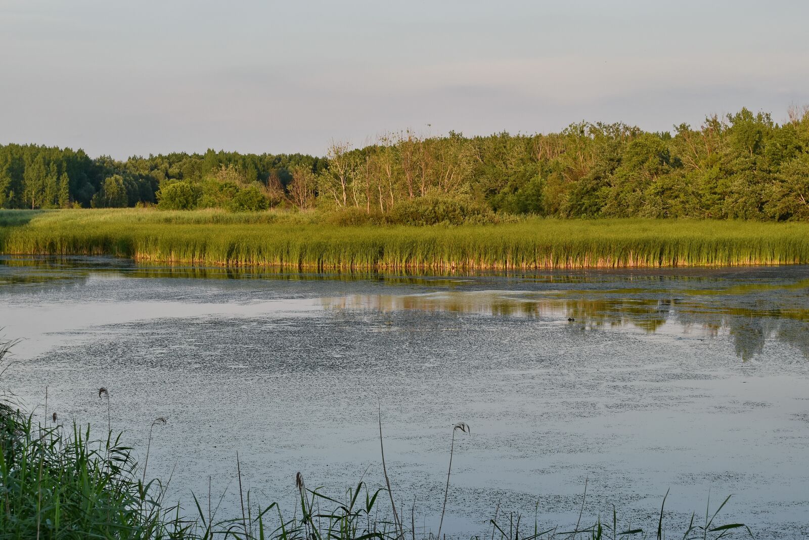 Nikon D5500 sample photo. Wetland, swamp, lake, reflection photography
