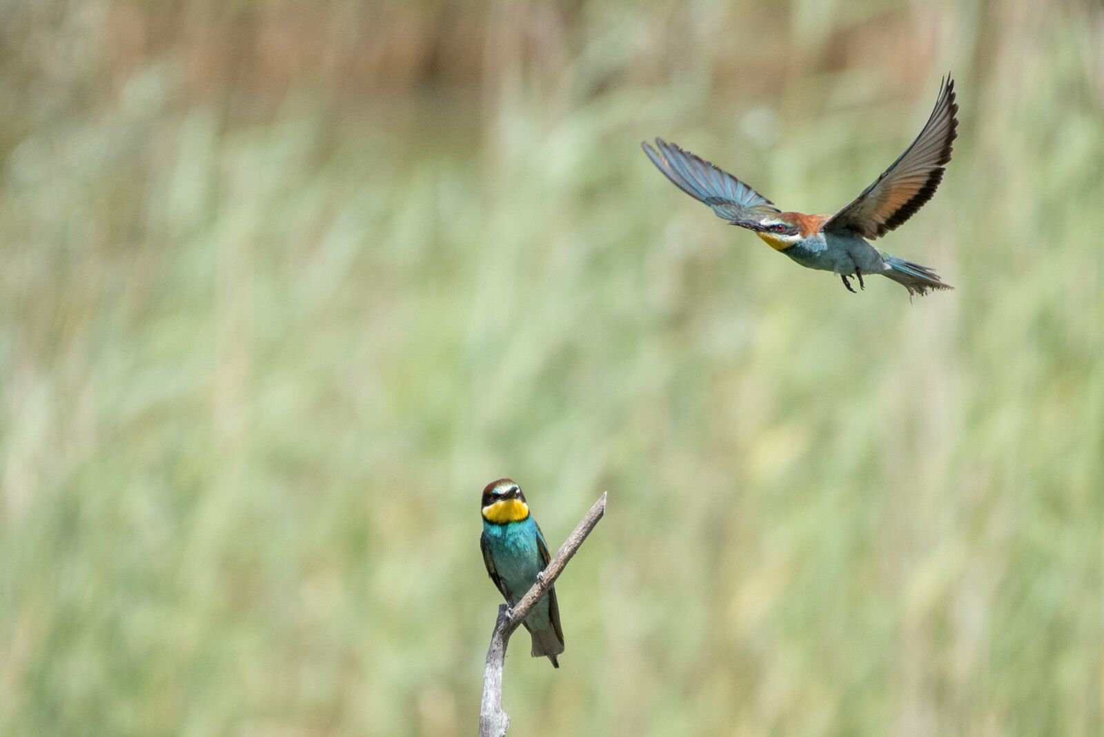 Nikon D750 sample photo. Animals, birds, biotope photography