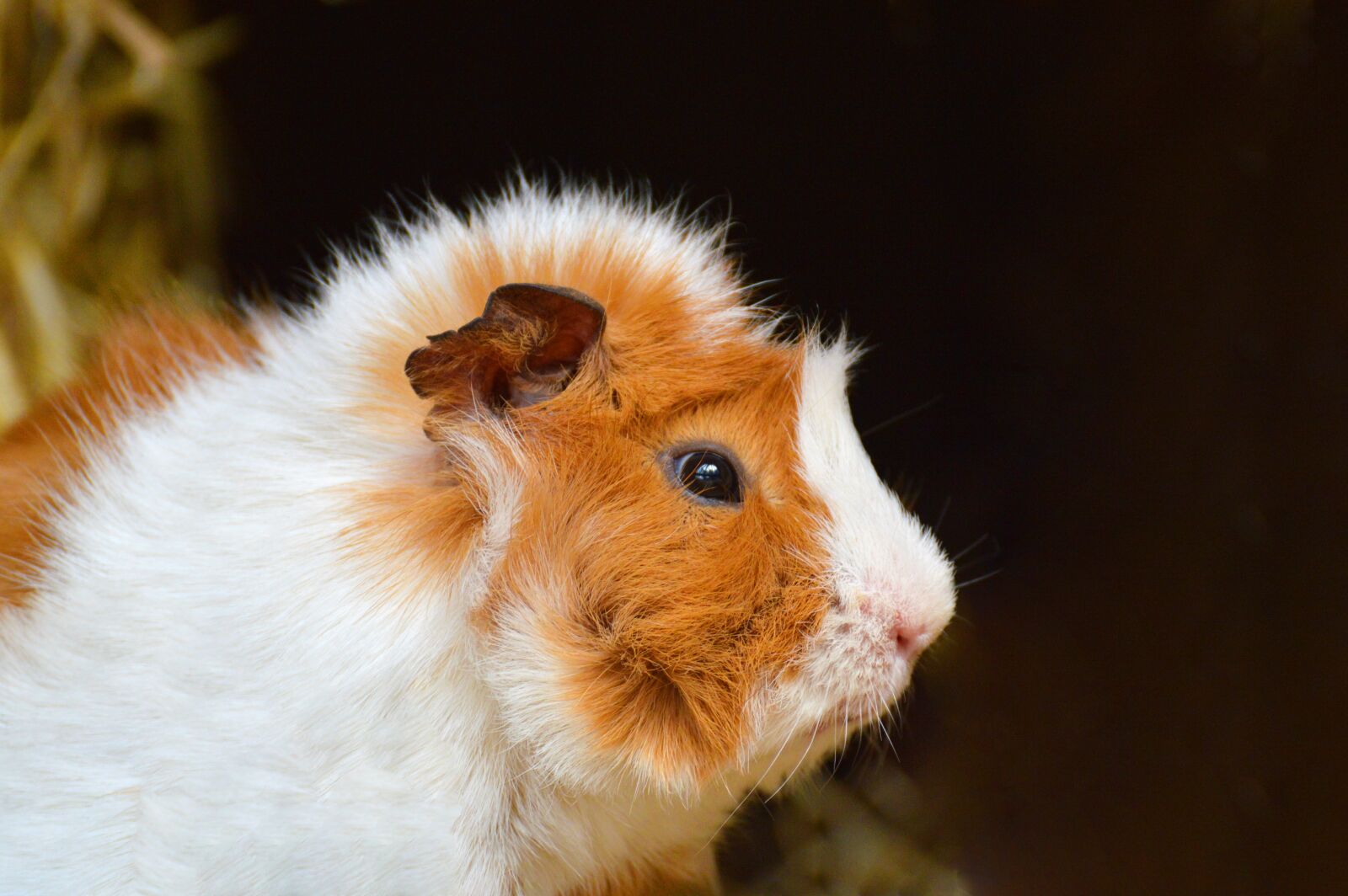 Nikon D3200 sample photo. Guinea pig, cute, nager photography