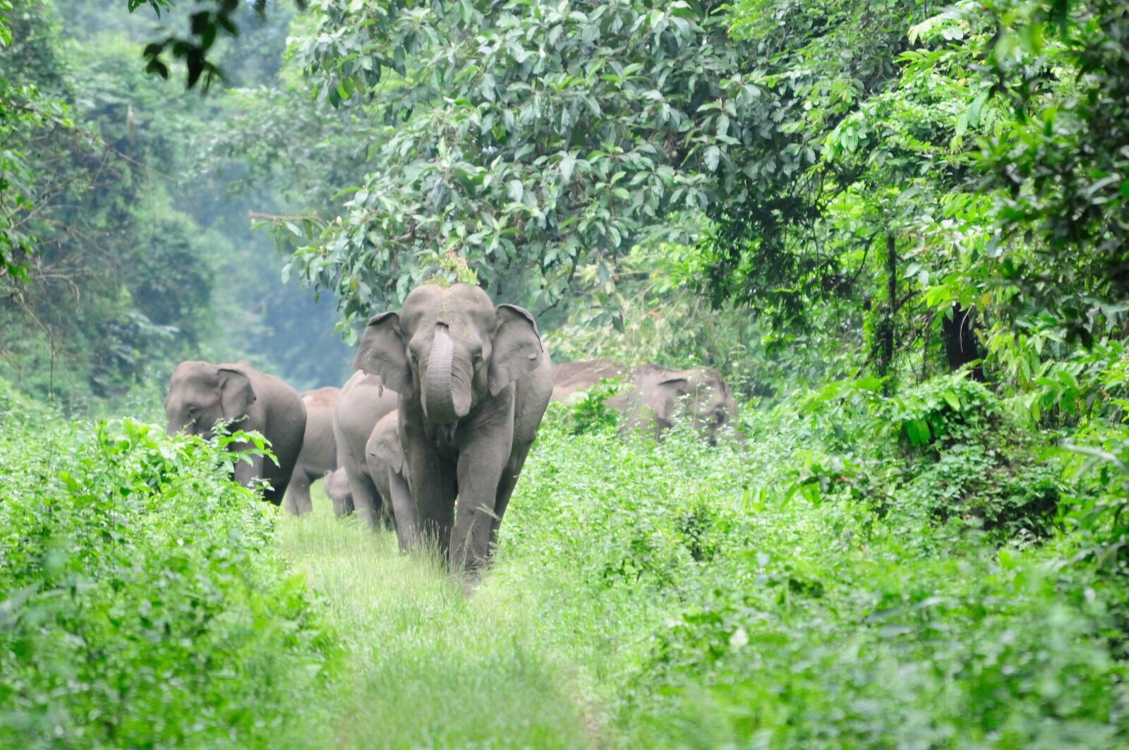 Nikon D300 sample photo. Elephant, wild, nature photography