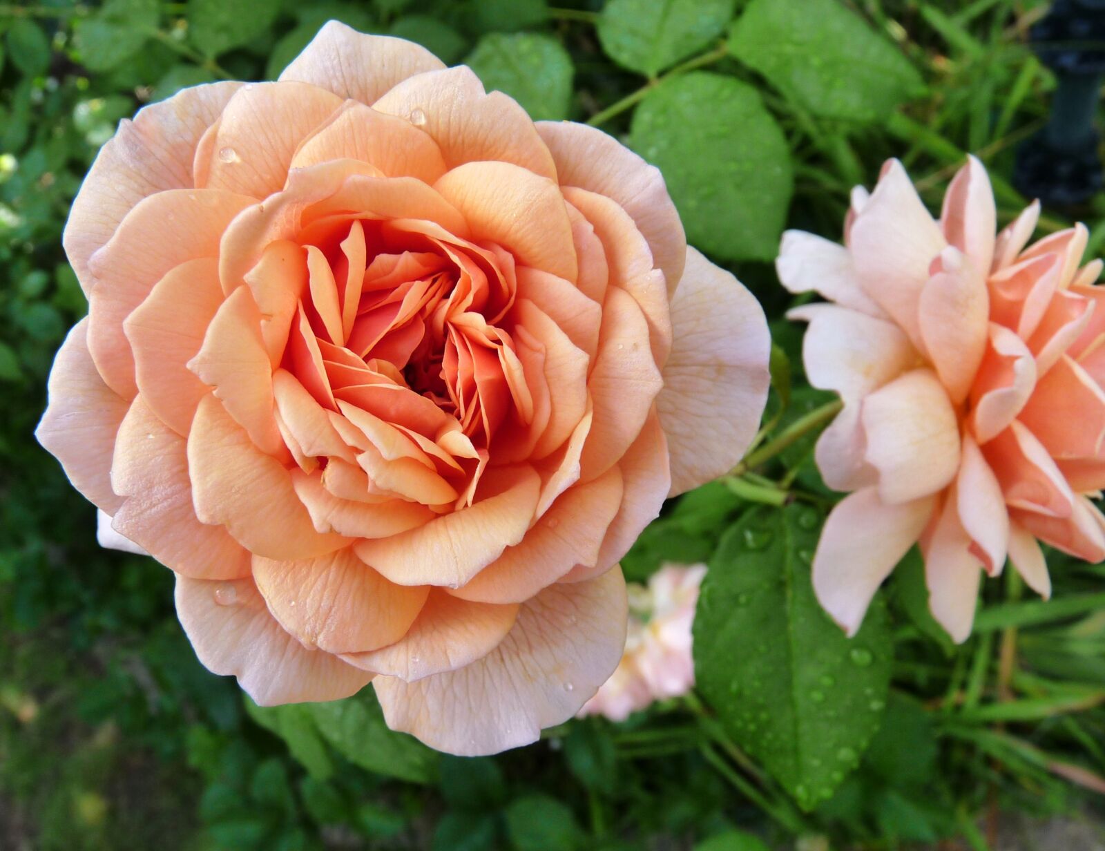 Panasonic Lumix DMC-FZ28 sample photo. Flower, rose, fragrant photography