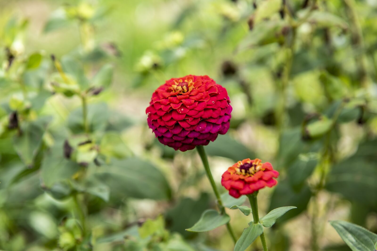 Nikon D750 sample photo. Flower, red flower, autumn photography