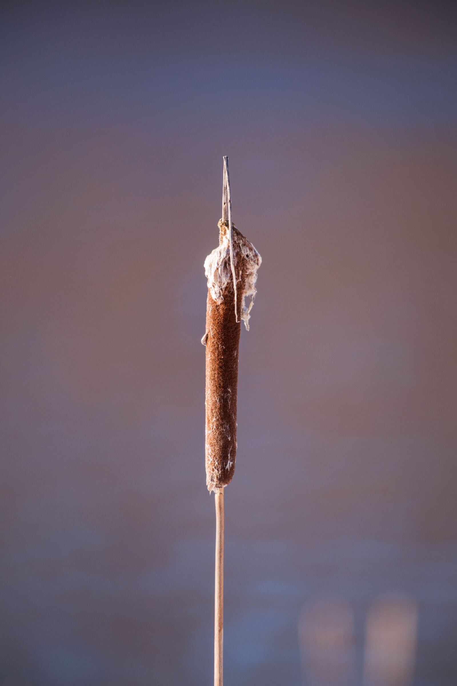 Nikon D5 sample photo. Nature, bulrush, grass photography